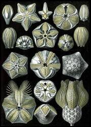 Blastoidea, Extinct Sea Buds (Ernst Haeckel) - Muzeo.com