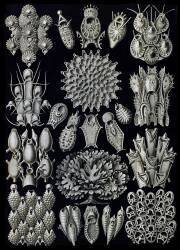 Bryozoa (Ernst Haeckel) - Muzeo.com