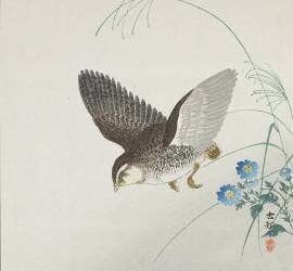 Caille en vol (Ohara Koson) - Muzeo.com