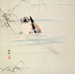 Canard plongeant (Ohara Koson) - Muzeo.com