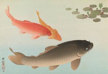 Carpe (Ohara Koson) - Muzeo.com
