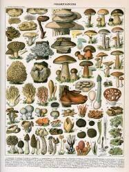 Champignons (anonyme) - Muzeo.com