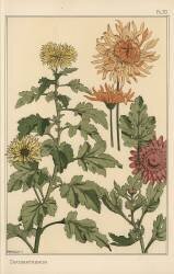 Chrysanthème (Eugène Grasset) - Muzeo.com