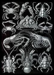 Decapoda, Crabs (Ernst Haeckel) - Muzeo.com