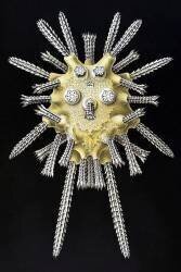 Echinocyamus pusillus (Ernst Haeckel) - Muzeo.com