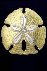 Encope emarginata (Ernst Haeckel) - Muzeo.com