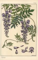 Glycine (Eugène Grasset) - Muzeo.com