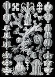 Gorgoniidae, Soft Corals (Ernst Haeckel) - Muzeo.com