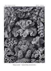 Hexacoralla (Ernst Haeckel) - Muzeo.com