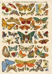 Histoire naturelle : papillons (anonyme) - Muzeo.com
