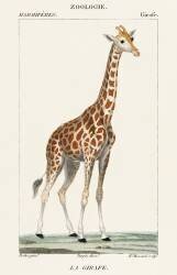 Illustration d'une girafe (Pierre Jean Francois Turpin) - Muzeo.com