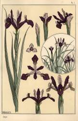 Iris (Eugène Grasset) - Muzeo.com