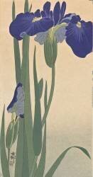 Iris bleus (Ohara Koson) - Muzeo.com