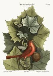 L'oiseau rouge d'été (Mark Catesby) - Muzeo.com