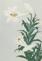 Lys blanc (Ohara Koson) - Muzeo.com