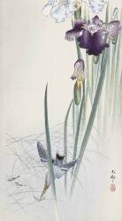 Martin-pêcheur et iris (Ohara Koson) - Muzeo.com