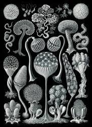 Mycetozoa, Slime Molds (Ernst Haeckel) - Muzeo.com