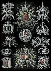 Nassellaria, Radiolaria (Ernst Haeckel) - Muzeo.com