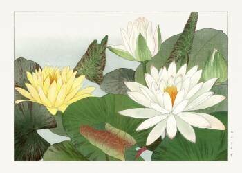Nymphaea lotus (Tanigami Kônan) - Muzeo.com