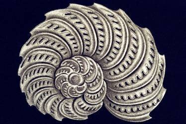 Olystomella venusta (Ernst Haeckel) - Muzeo.com