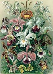 Orchideae, Orchids (Ernst Haeckel) - Muzeo.com