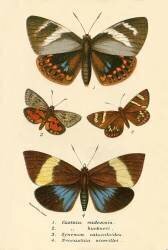 Papillons (anonyme) - Muzeo.com