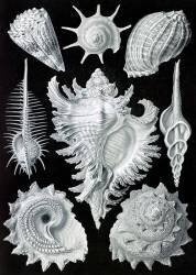 Prosobranchia, Gastropod (Ernst Haeckel) - Muzeo.com
