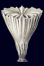 Rhizotrochus fragilis (Ernst Haeckel) - Muzeo.com