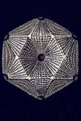 Thamnastraca arachnoides (Ernst Haeckel) - Muzeo.com