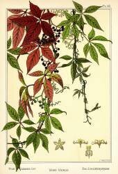 Vigne vierge (Maurice Pillard Verneuil) - Muzeo.com