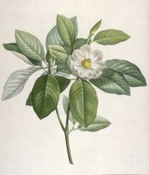 Description des plantes rares que l'on cultive à Navarre et à Malmaison (Pierre Joseph Redouté) - Muzeo.com