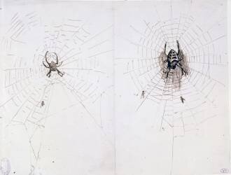 Deux études d'araignées (Victor Hugo) - Muzeo.com
