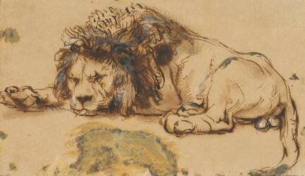 Etude de lion (Rembrandt) - Muzeo.com
