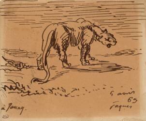 Etude de tigre (Eugène Delacroix) - Muzeo.com