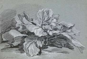 Etude d'un choux (François Boucher) - Muzeo.com