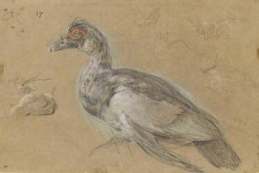 Etude d'une sarcelle (Pieter Boel) - Muzeo.com