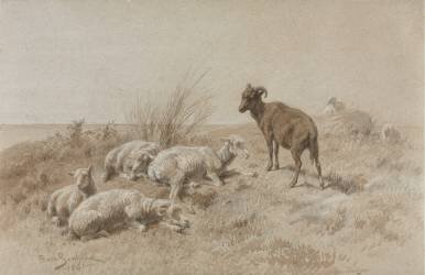 Moutons (Rosa Bonheur) - Muzeo.com