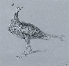 Paon (Jean-Baptiste Oudry) - Muzeo.com