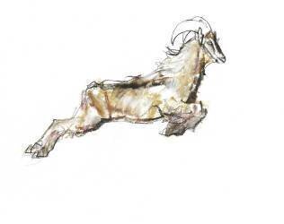 Arabian Tahr (Mark Adlington) - Muzeo.com