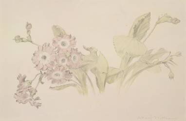 Auricula (Albert Williams) - Muzeo.com