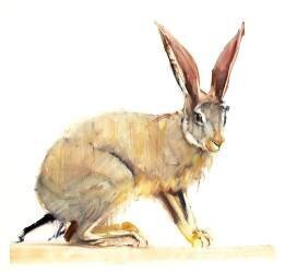 Cape Hare (Mark Adlington) - Muzeo.com
