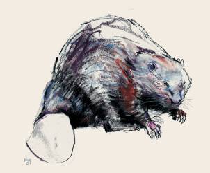 Castor Fiber (Mark Adlington) - Muzeo.com