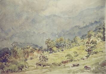 Elkaduwa (Wilson Clive) - Muzeo.com