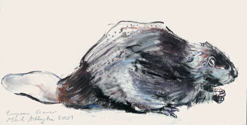European Beaver (Mark Adlington) - Muzeo.com
