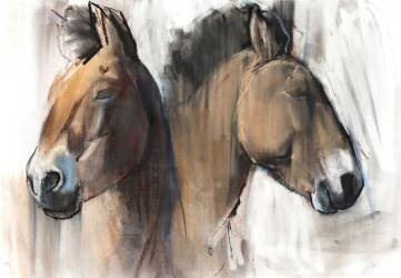 Head Study (Mark Adlington) - Muzeo.com