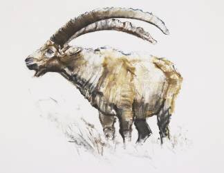 Ibex (Mark Adlington) - Muzeo.com