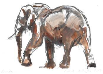 Loisaba conservancy (Mark Adlington) - Muzeo.com