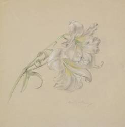 Lys (Albert Williams) - Muzeo.com