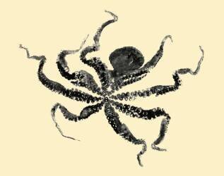 Octopus (Marco Campedelli) - Muzeo.com