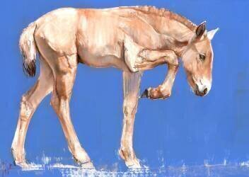 Przewalski Foal (Mark Adlington) - Muzeo.com